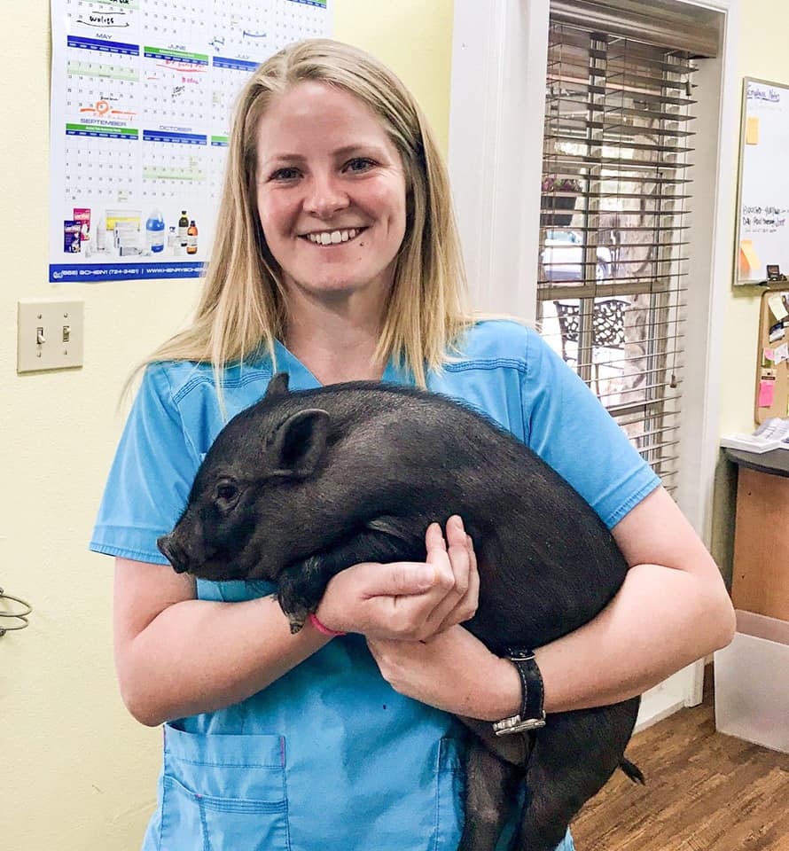 Vet Tech with Pig Patient